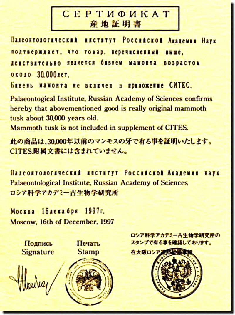 マンモス産地証明書（レプリカ）【昭和印鑑工房】
